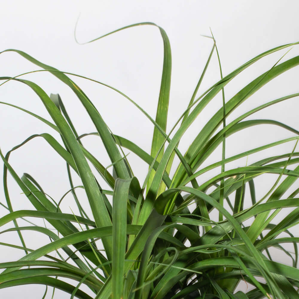 Red Ponytail Palm