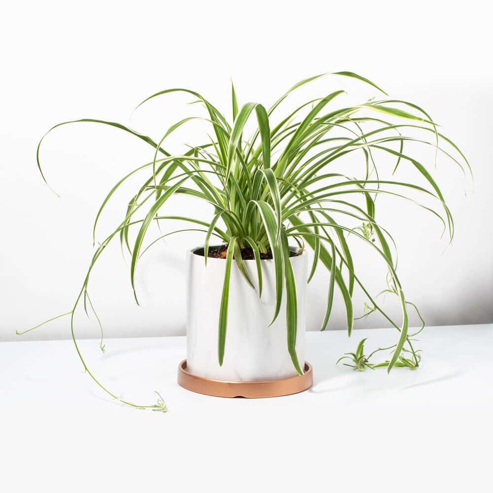 Selene Large Ceramic 6.5" Marble Planter - Empty