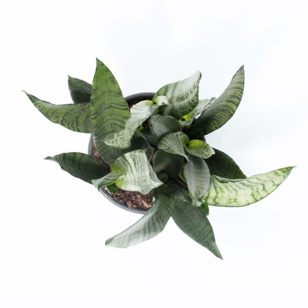 Light Sansevieria Snake Plant
