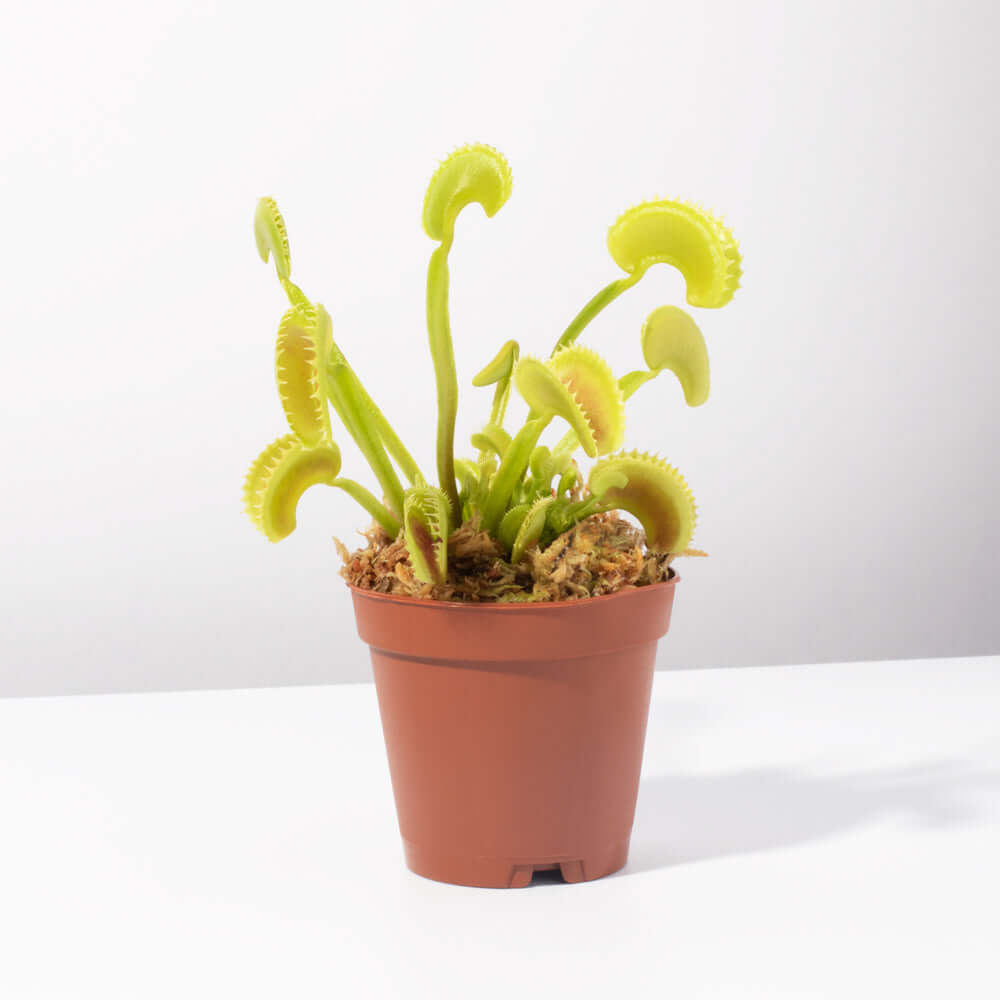 Green Venus Fly Trap Carnivorous Plant