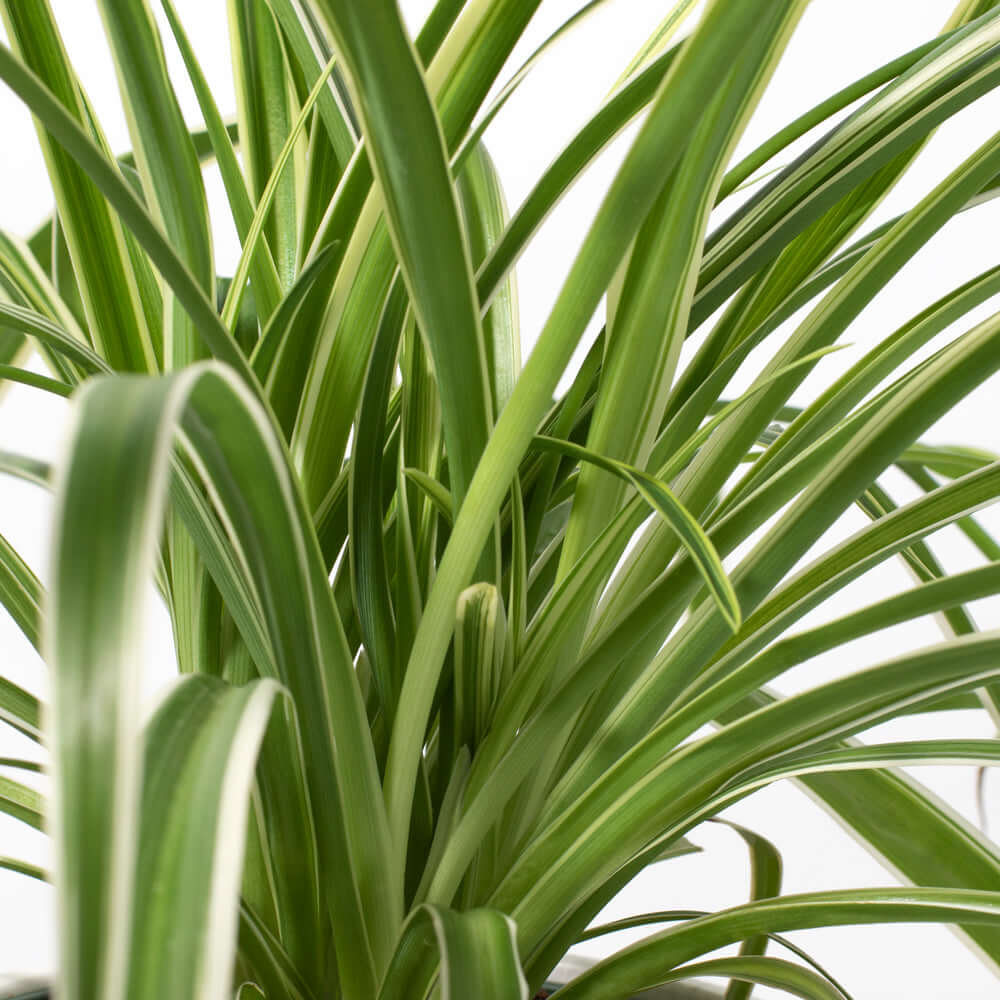 Spider Hardy Plant