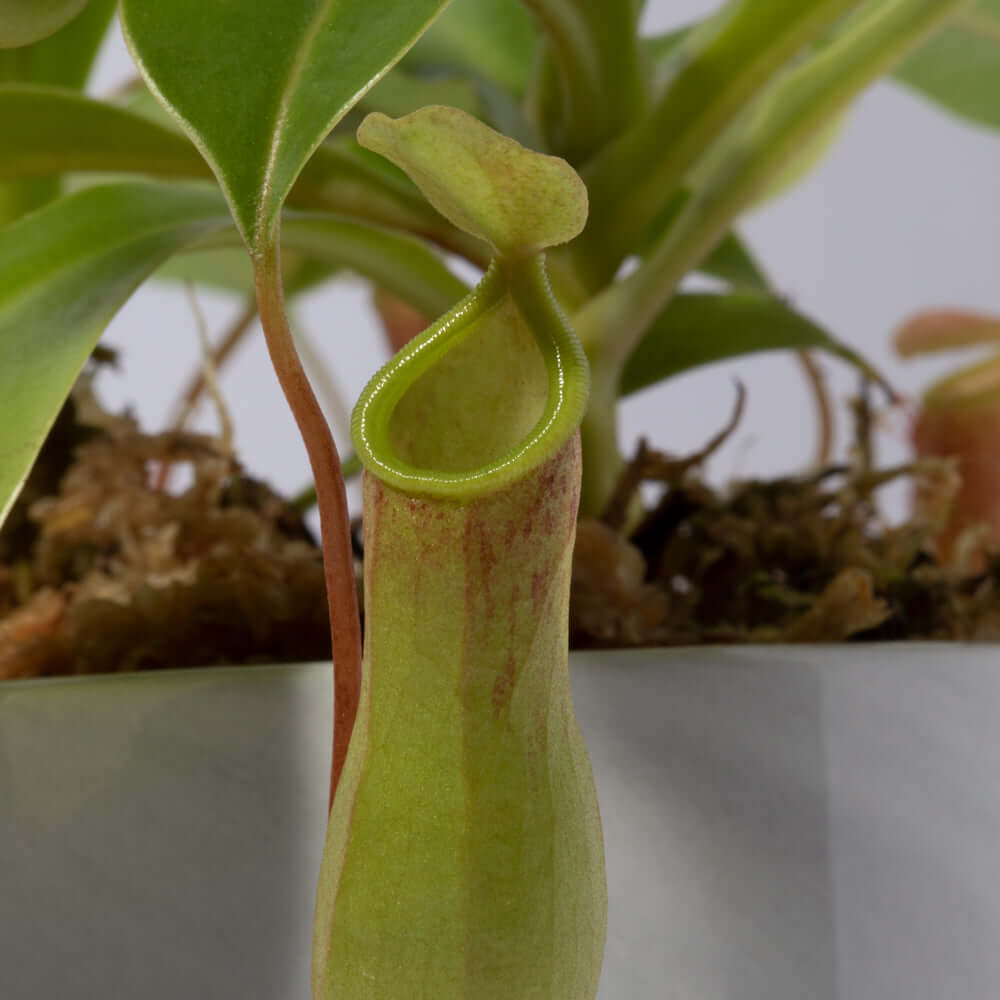 Tropical Pitcher Plant Nepenthes Alata Carnivorous