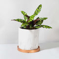 Calathea Rattlesnake Prayer Plant