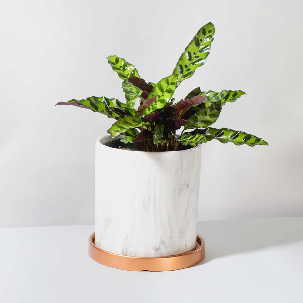 Calathea Rattlesnake Prayer Plant