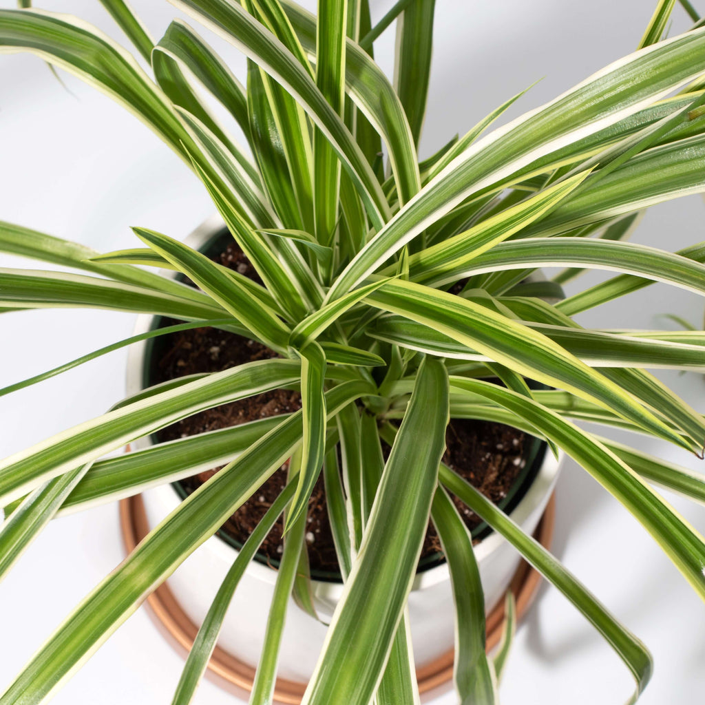 Spider Hardy Plant