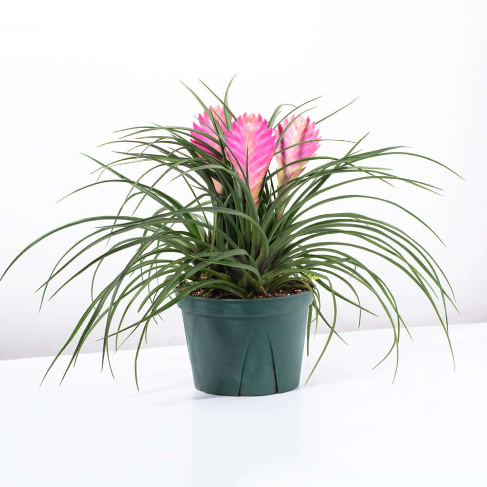 Pink Quill - Tillandsia 'Cyanea'