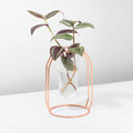 Lyfe Propagation Station - Single Tube Rose Gold
