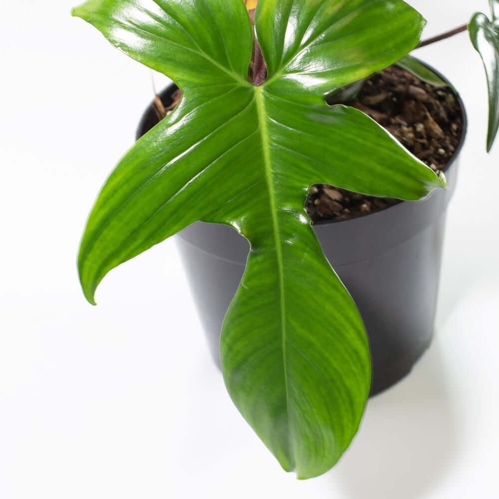 Philodendron 'Florida Ghost'