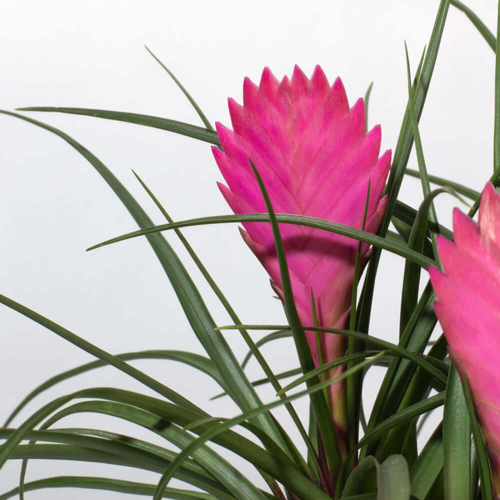 Pink Quill - Tillandsia 'Cyanea'