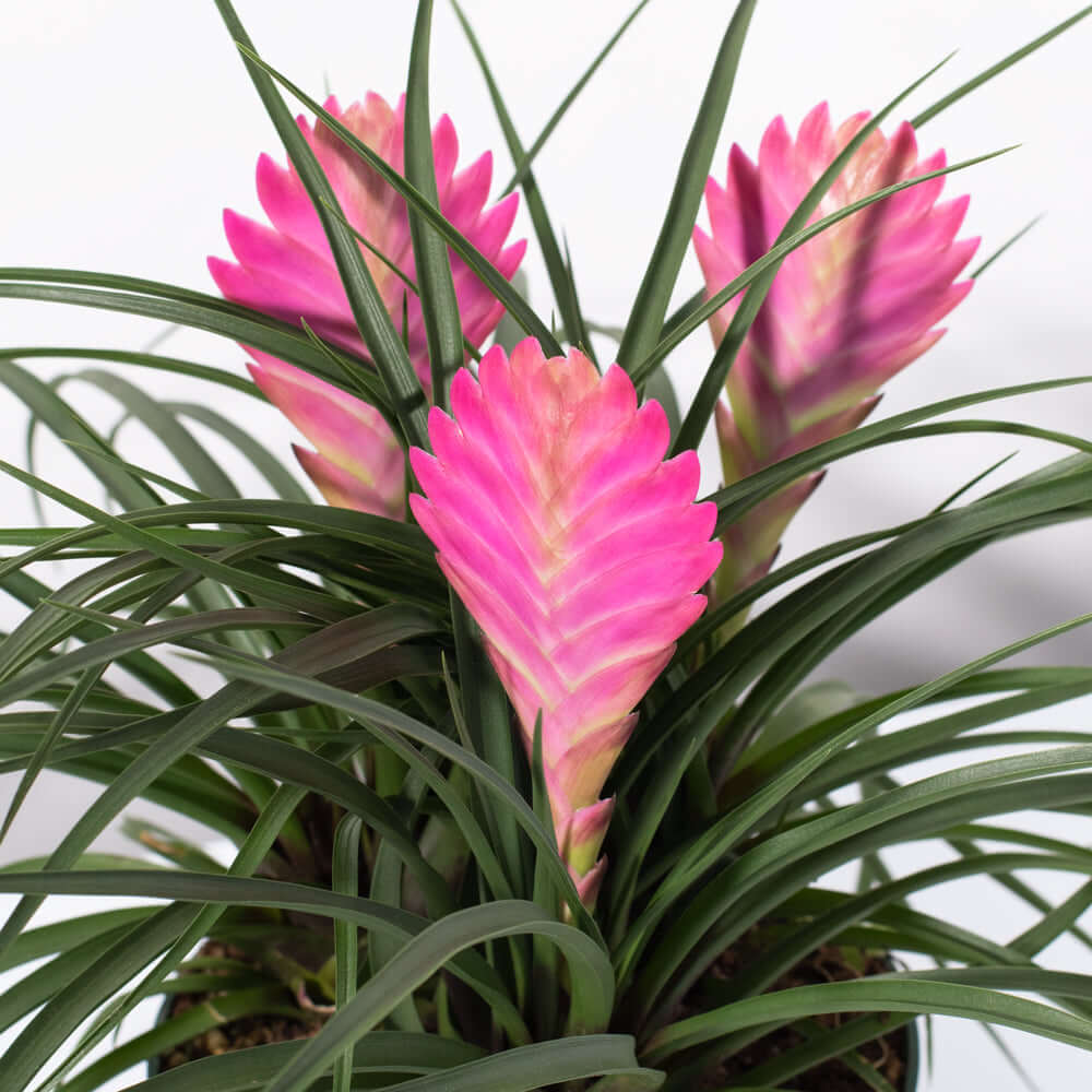 Pink Quill - Tillandsia 'Cyanea'