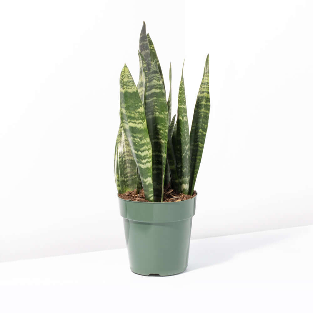 Black Coral Sansevieria Snake Plant