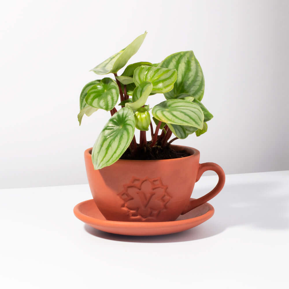 Lyfe Teacup Looking Terracotta  Planter - Empty