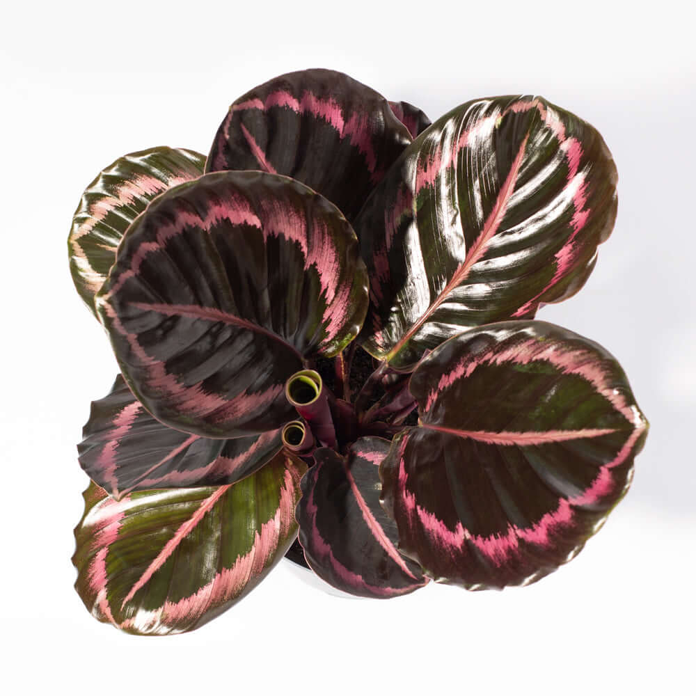 Calathea Dottie Prayer Plant