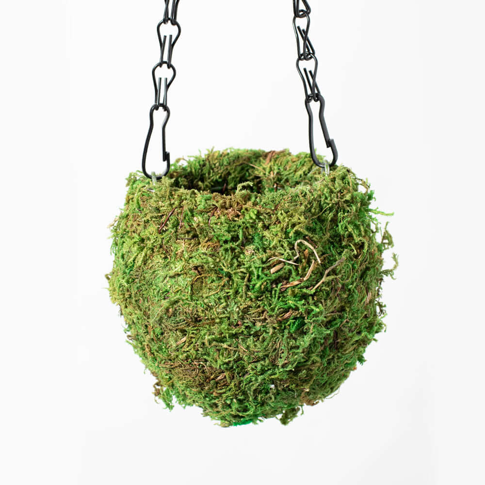Fresh Green Kokedama Moss Hanging Planter Ball