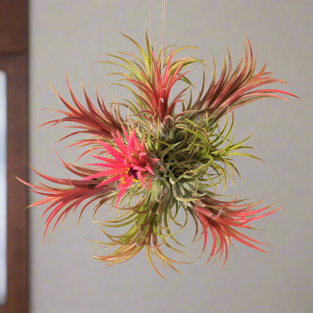 Tillandsia Fuego Ball Air Plant