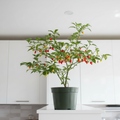 Sweety Drop Pepper Pimenta Biquinho Little Beak Pepper Plant