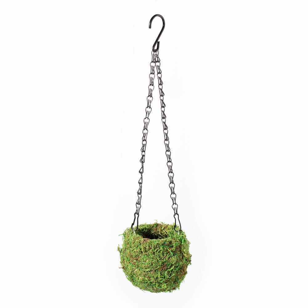 Fresh Green Kokedama Moss Hanging Planter Ball