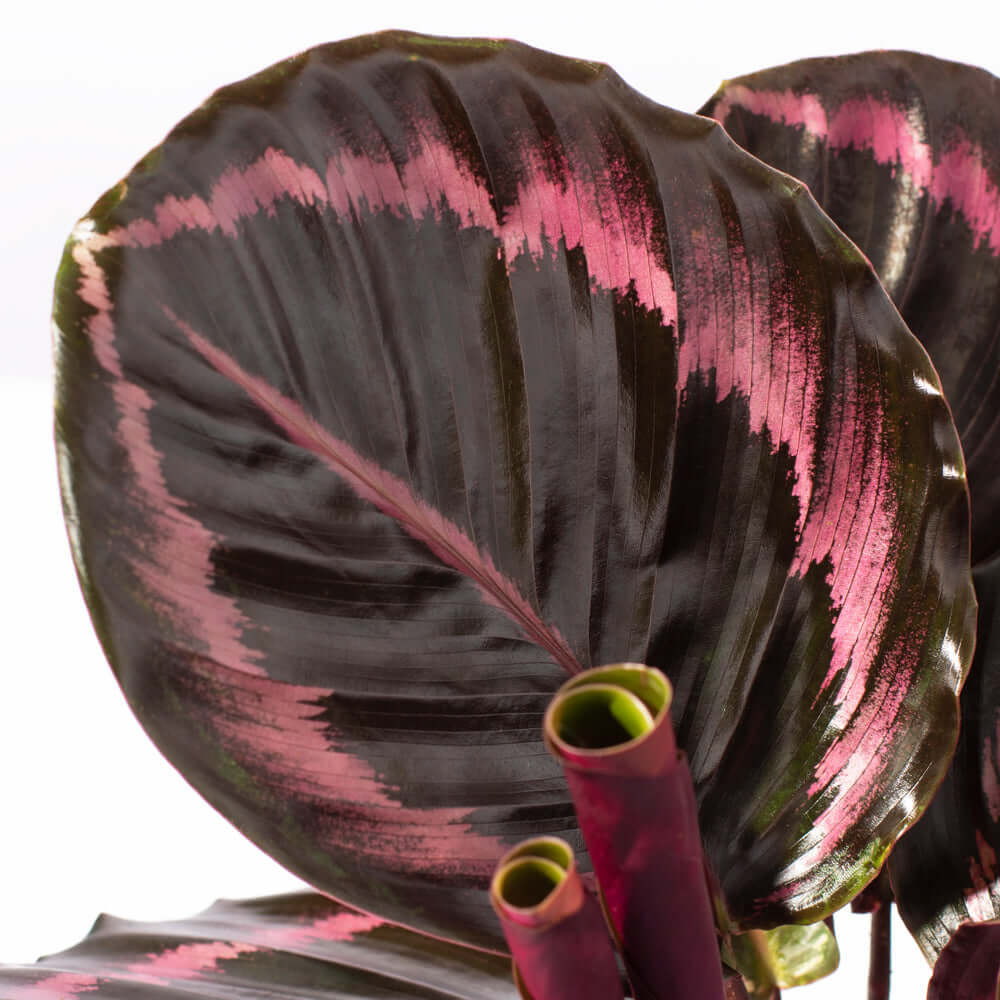 Calathea Dottie Prayer Plant