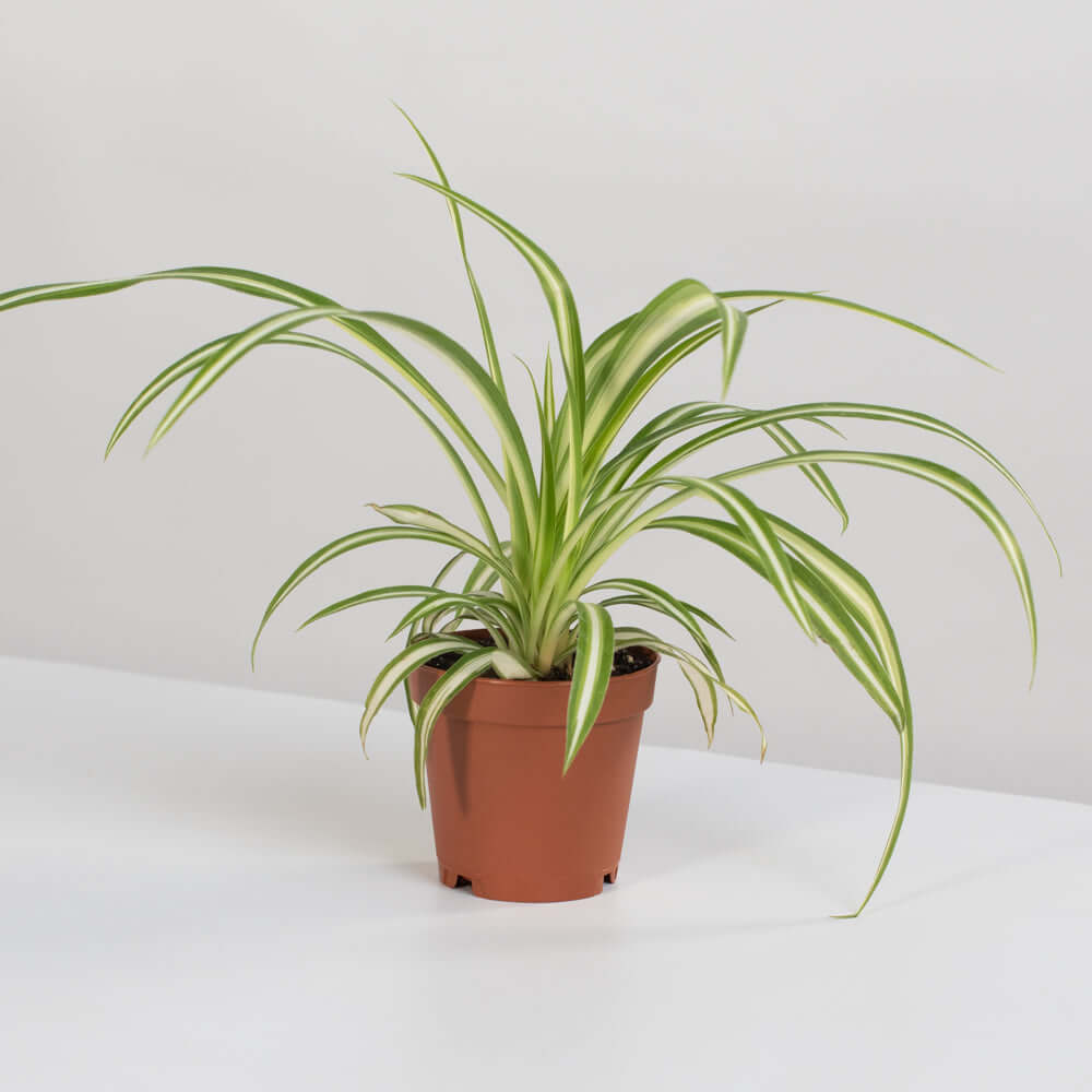 Spider Hardy Plant