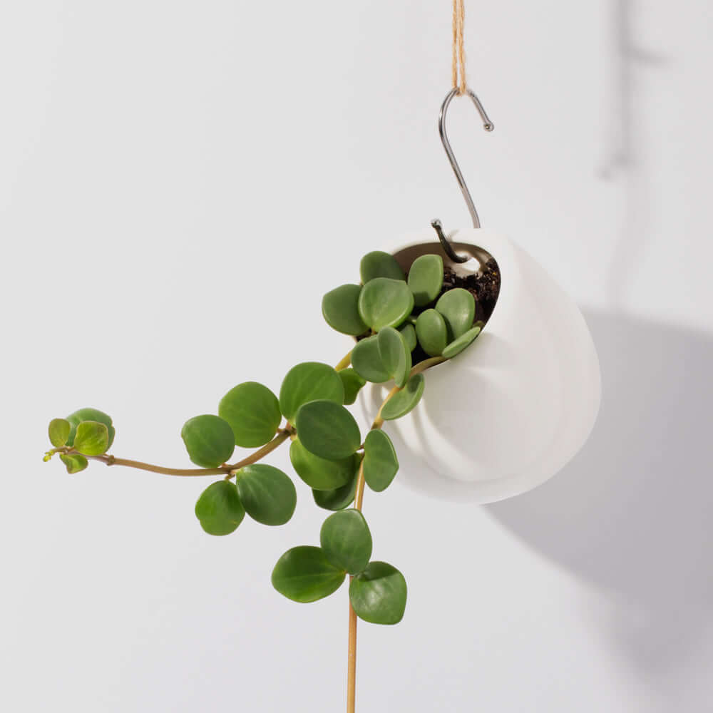 Peperomia Hope 'Trailing Jade' Plant