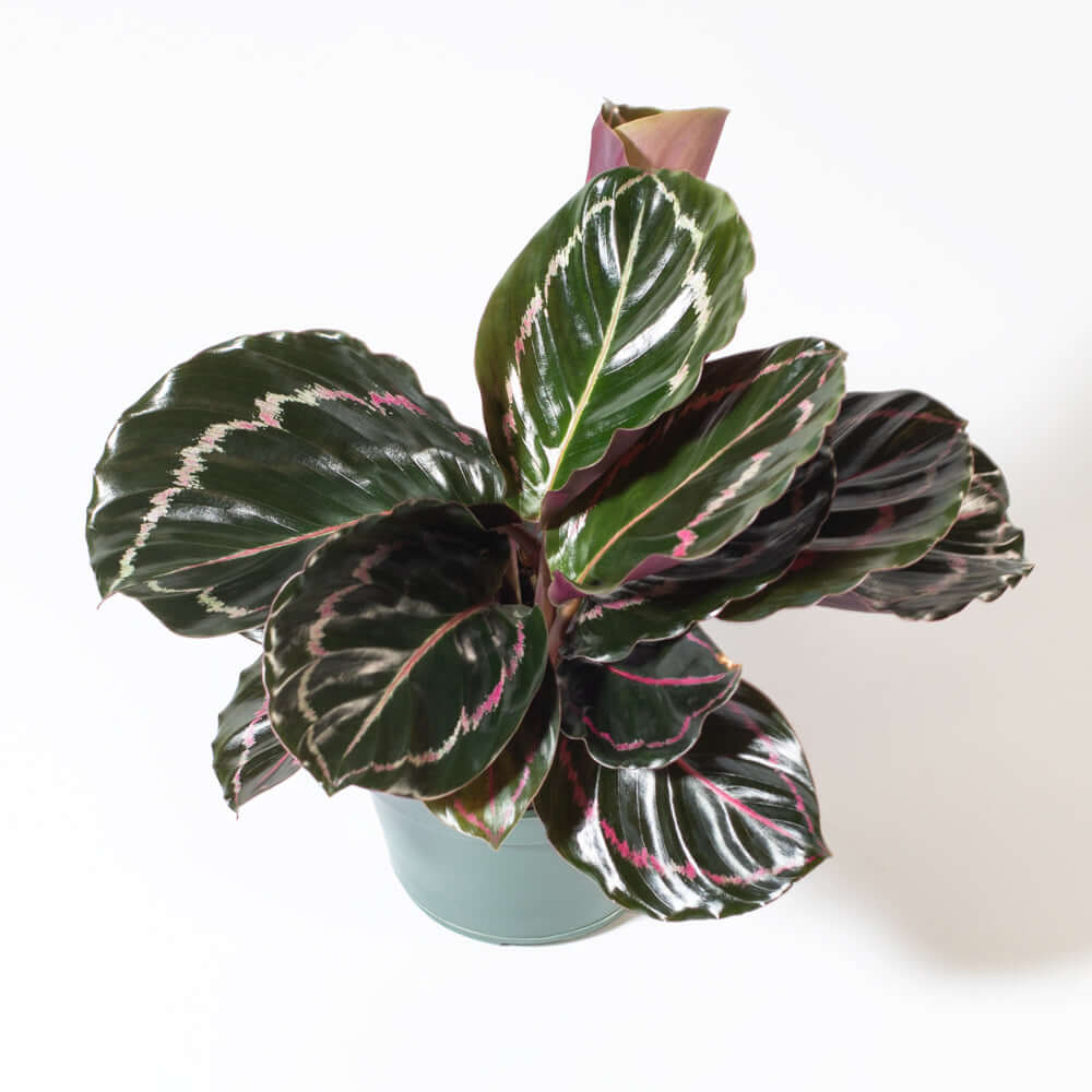 Calathea Dottie Prayer Plant