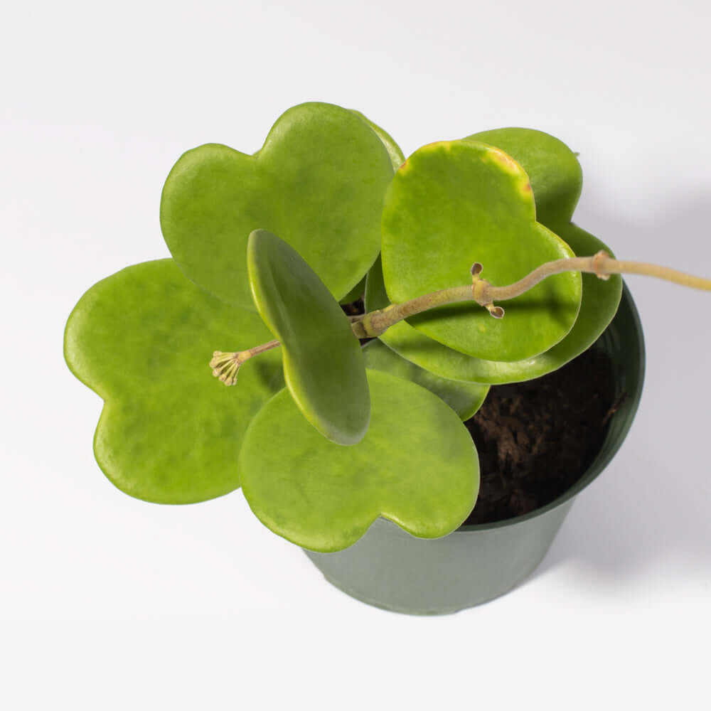 Hoya Kerrii 'Hearts' Sweetheart Valentine Plant