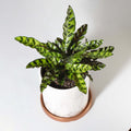 Calathea Rattlesnake Prayer Plant