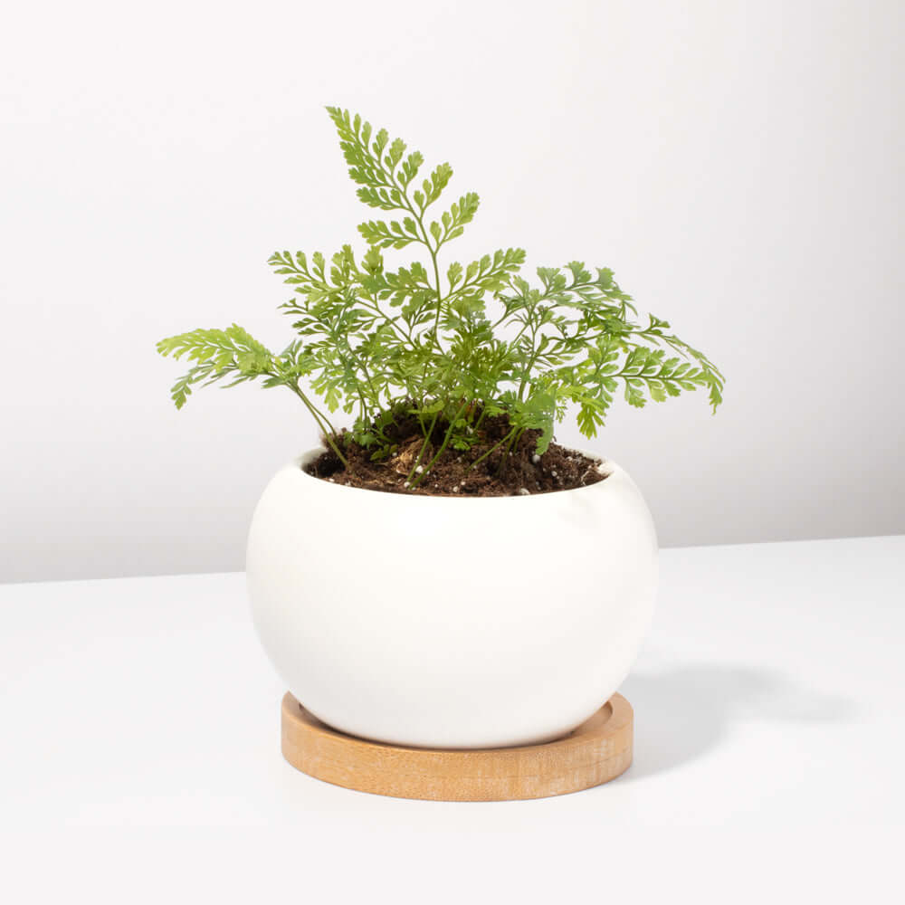 Rabbit Foot Fern