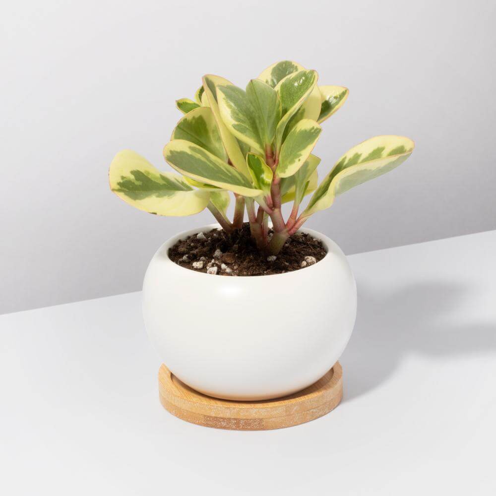 Diana Ceramic 3" - Empty