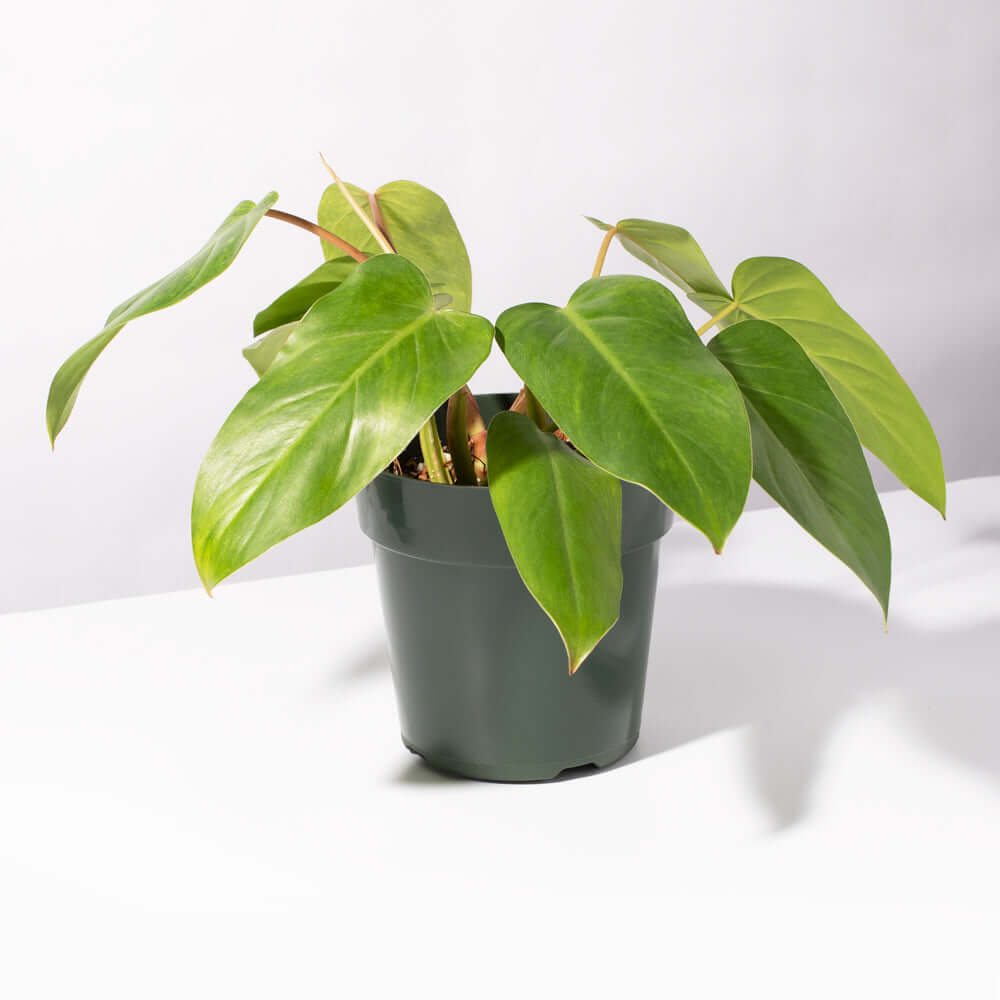 Philodendron 'Painted Lady'