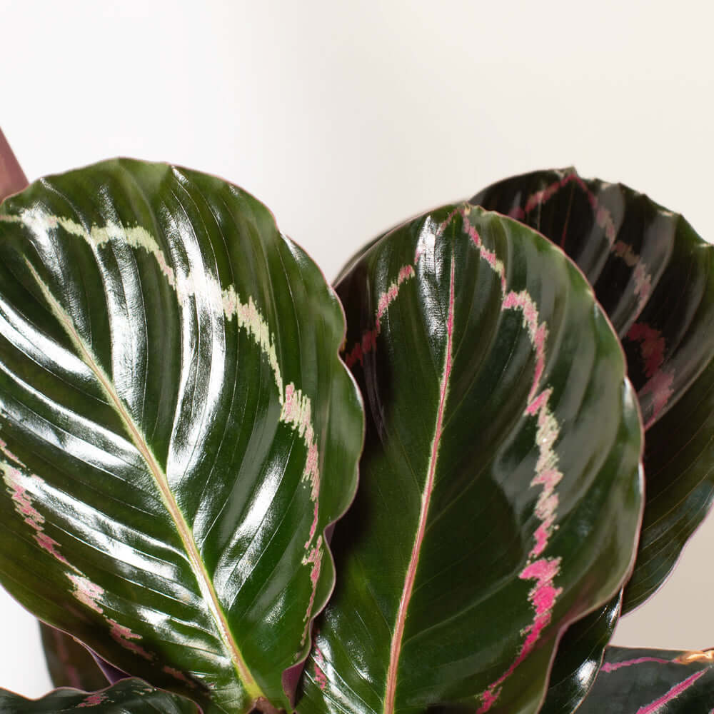 Calathea Dottie Prayer Plant
