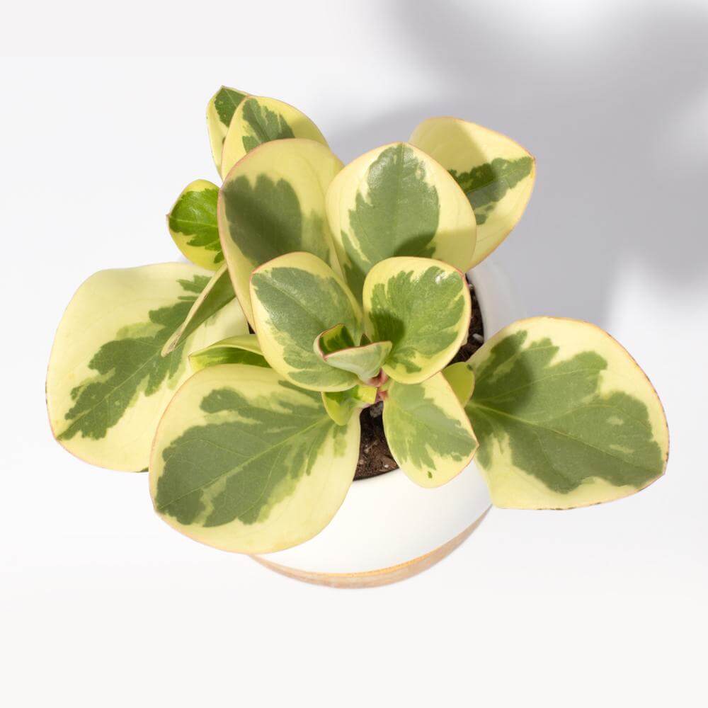 Diana Ceramic 3" - Empty