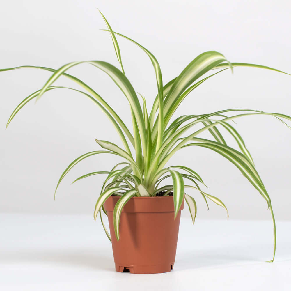 Spider Hardy Plant