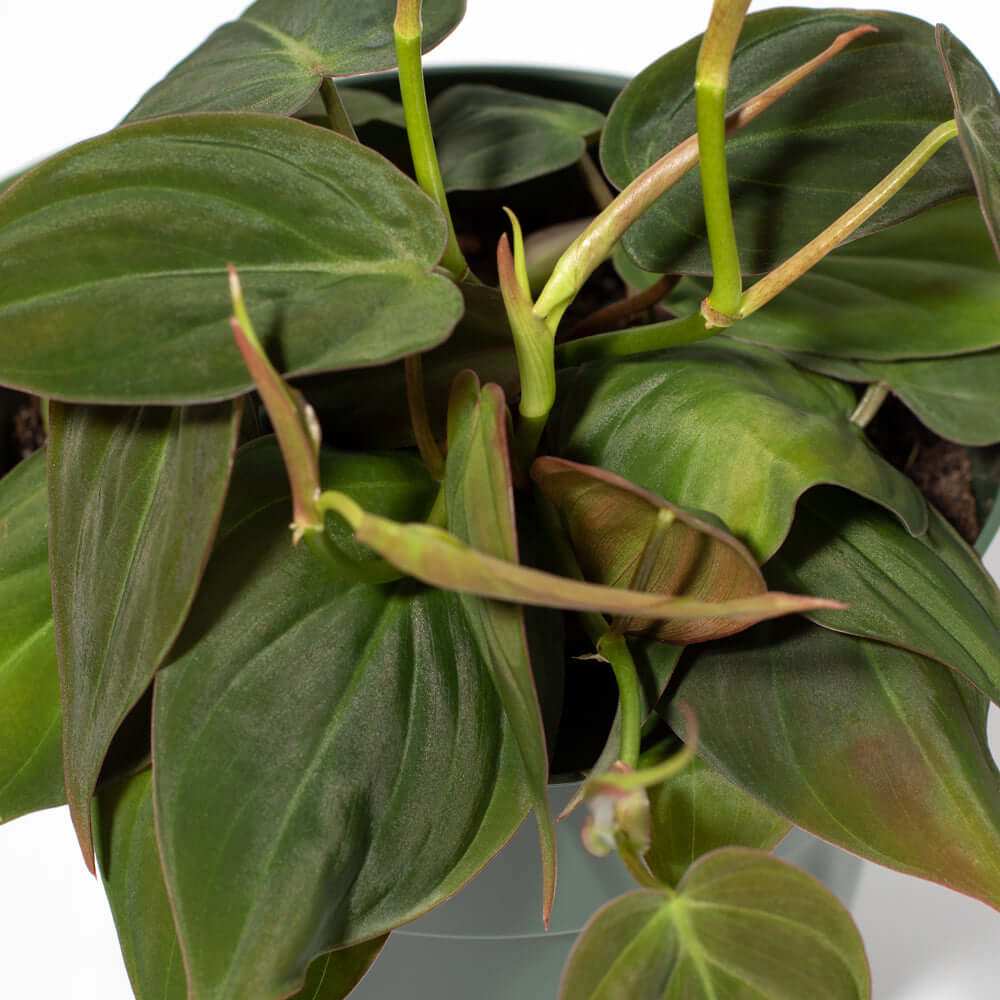 Velvet Leaf Philodendron Micans Vining Plant