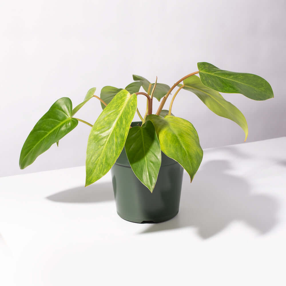 Philodendron 'Painted Lady'