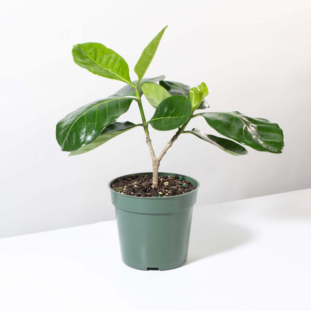 Gardenia Taitensis 'Double' - Double Tahitian Fragrant Flowering Bush Plant