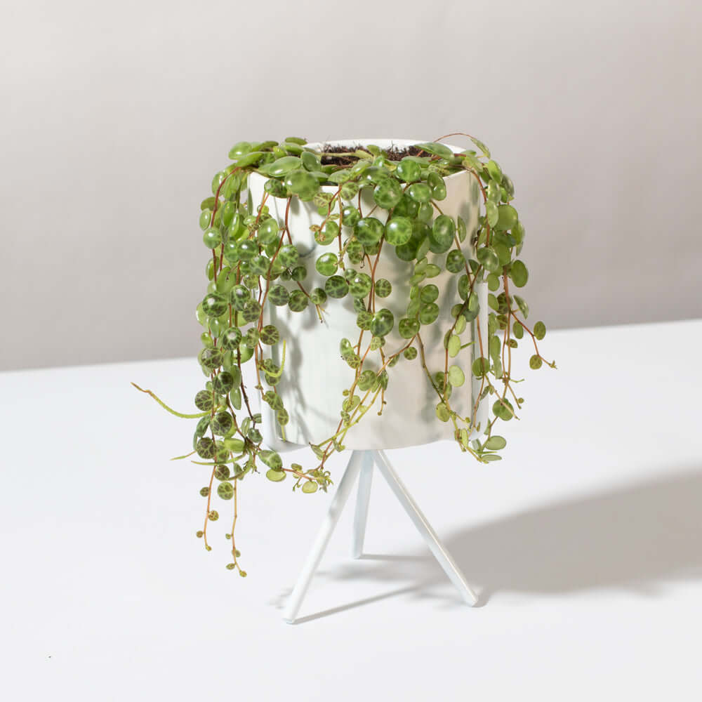 String of Turtles Trailing Plant