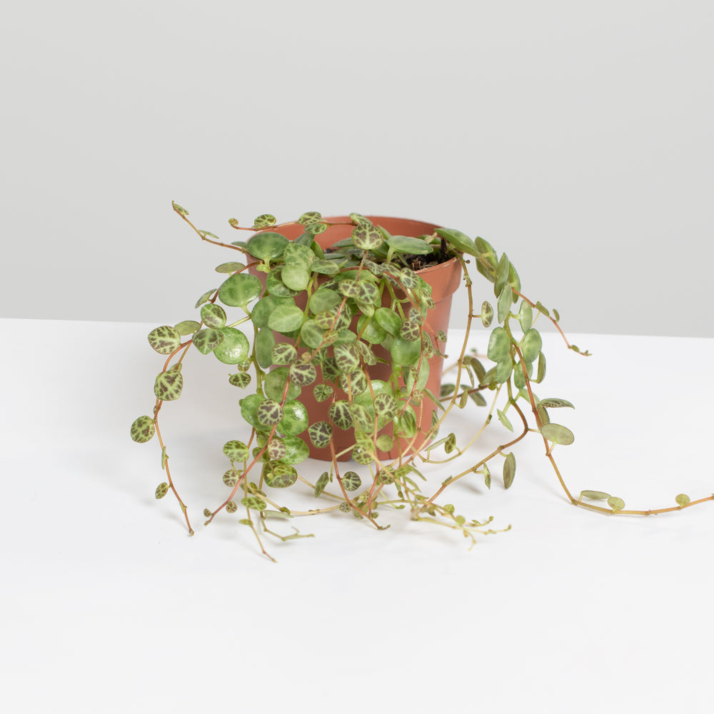String of Turtles Trailing Plant