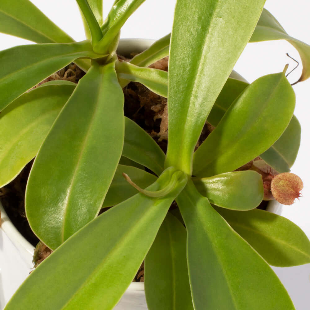 Tropical Pitcher Plant Nepenthes Alata Carnivorous
