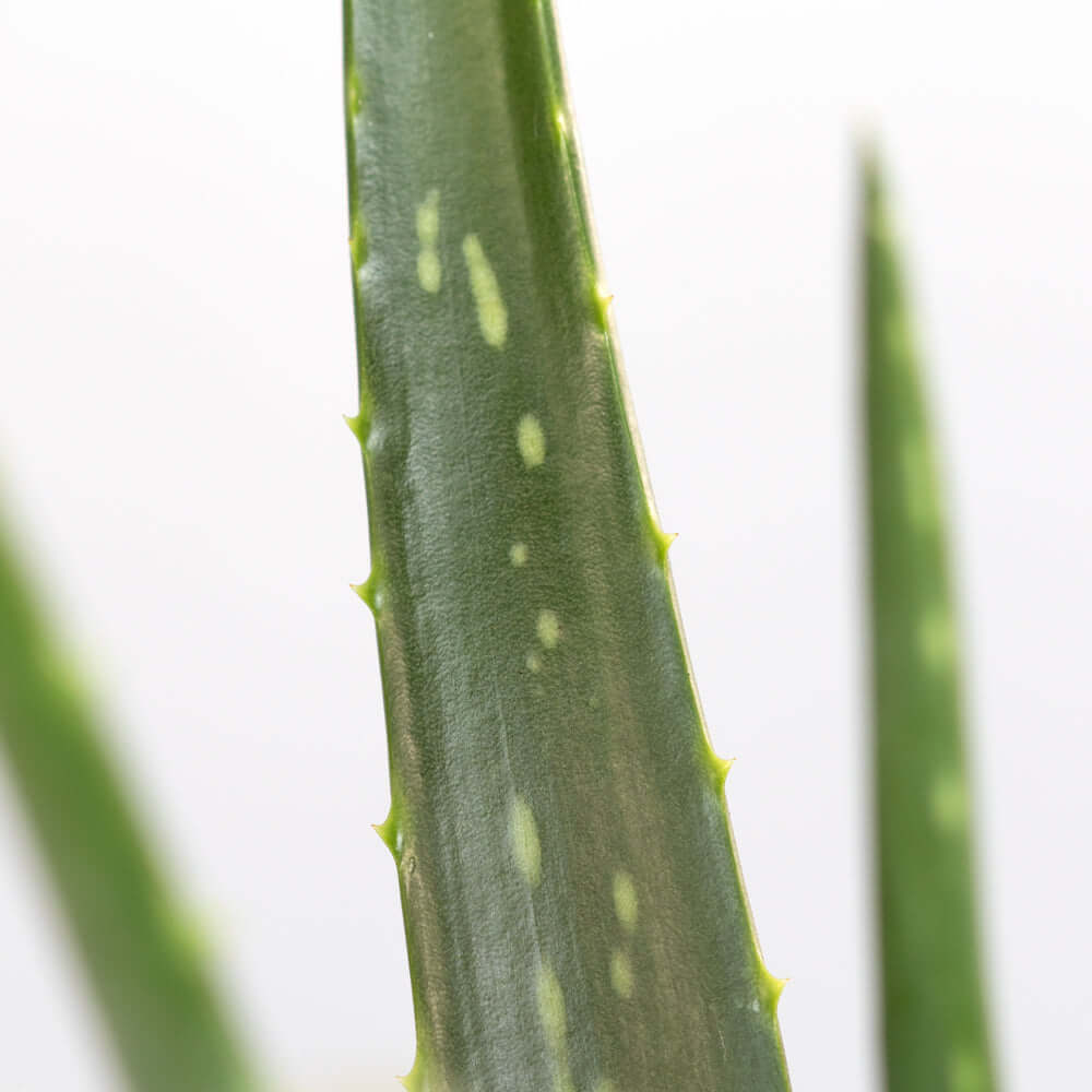 Aloe Vera Plant
