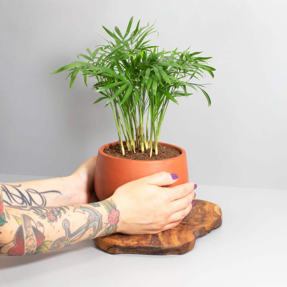 Parlor Palm Neanthe Bella Plant