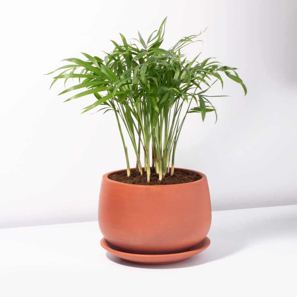Parlor Palm Neanthe Bella Plant