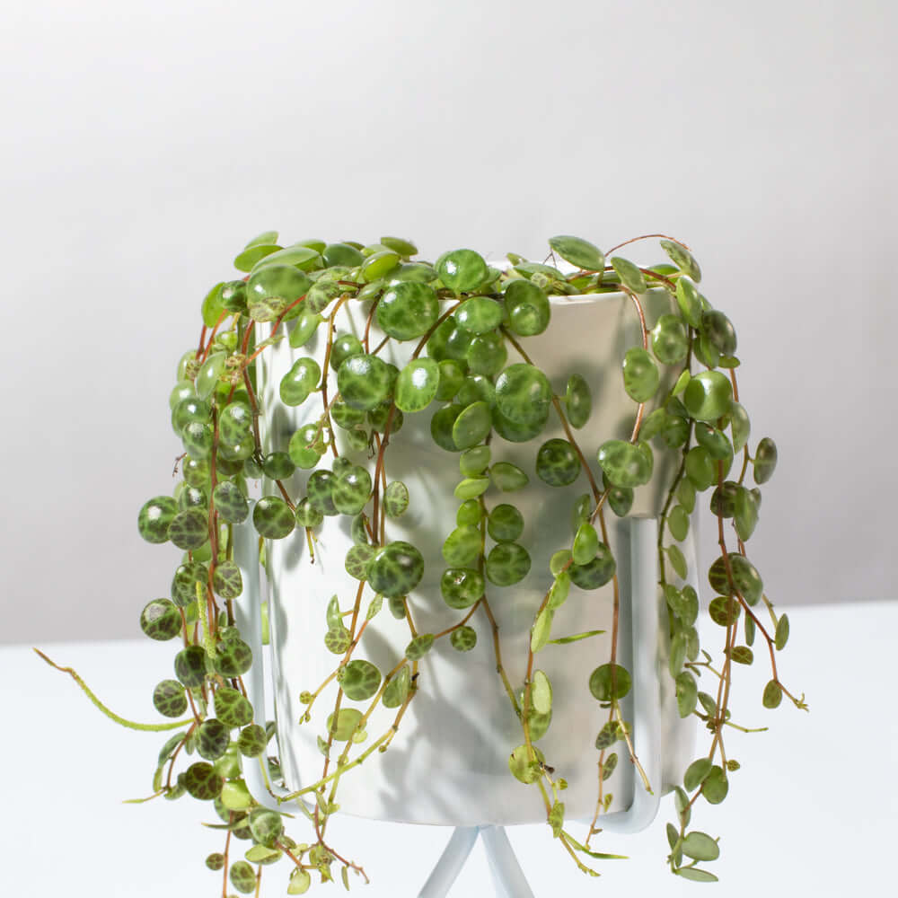String of Turtles Trailing Plant