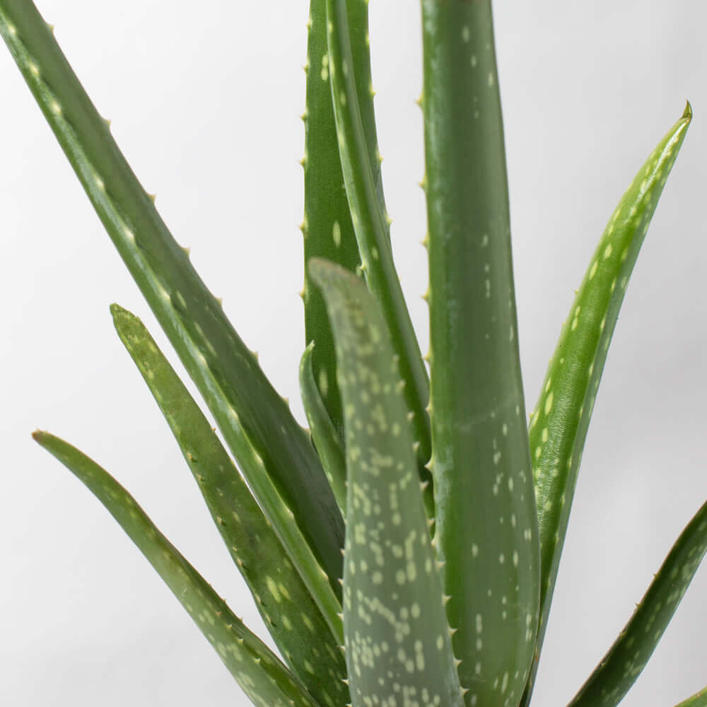 Aloe Vera Plant