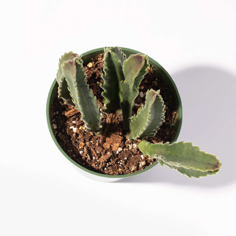 Stapelia Gigantea Zulu Giant Stafish Succulent