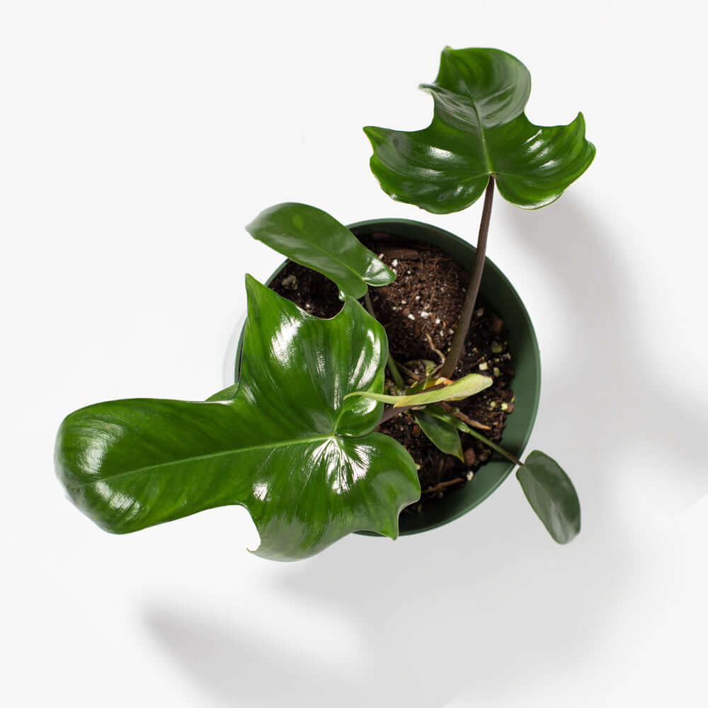 Philodendron 'Florida Ghost'