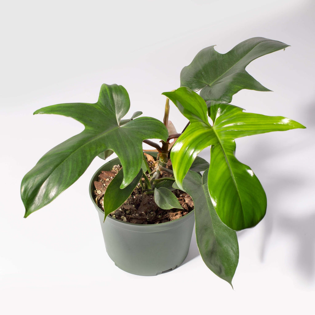 Philodendron 'Florida Ghost'