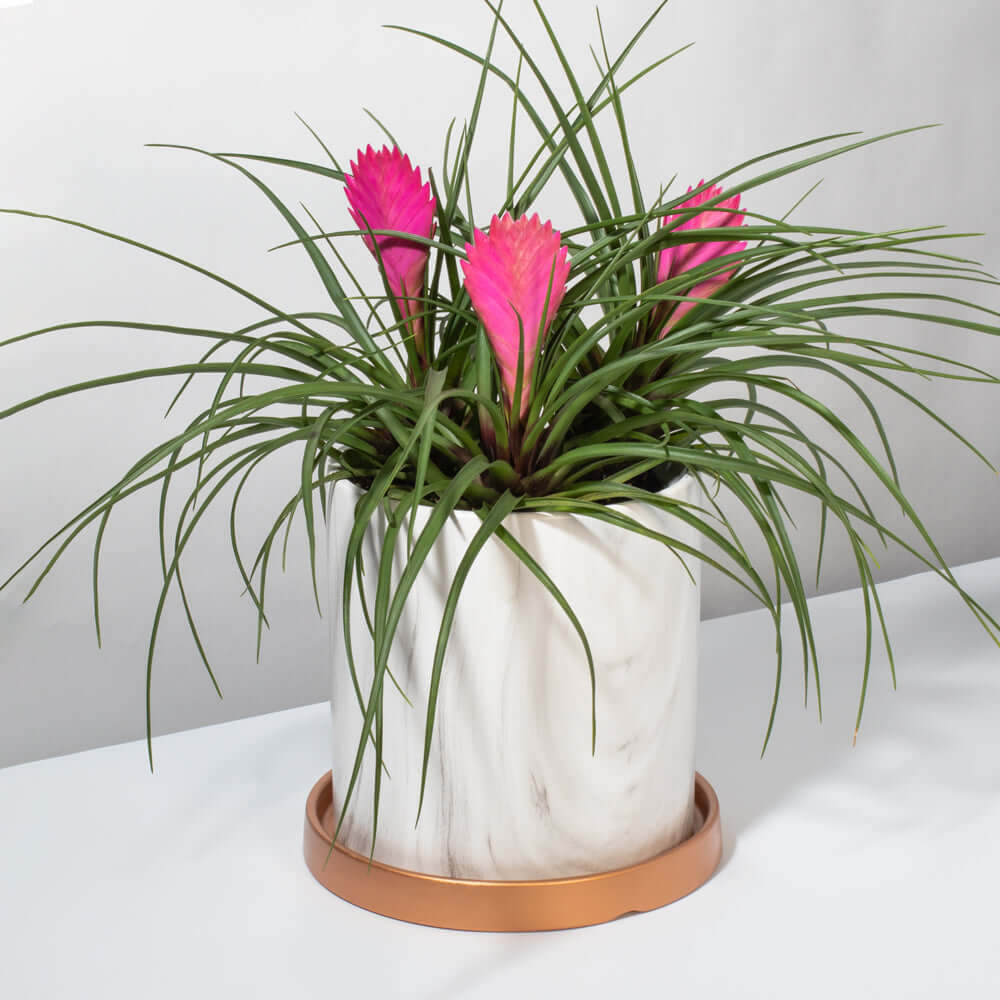Pink Quill - Tillandsia 'Cyanea'
