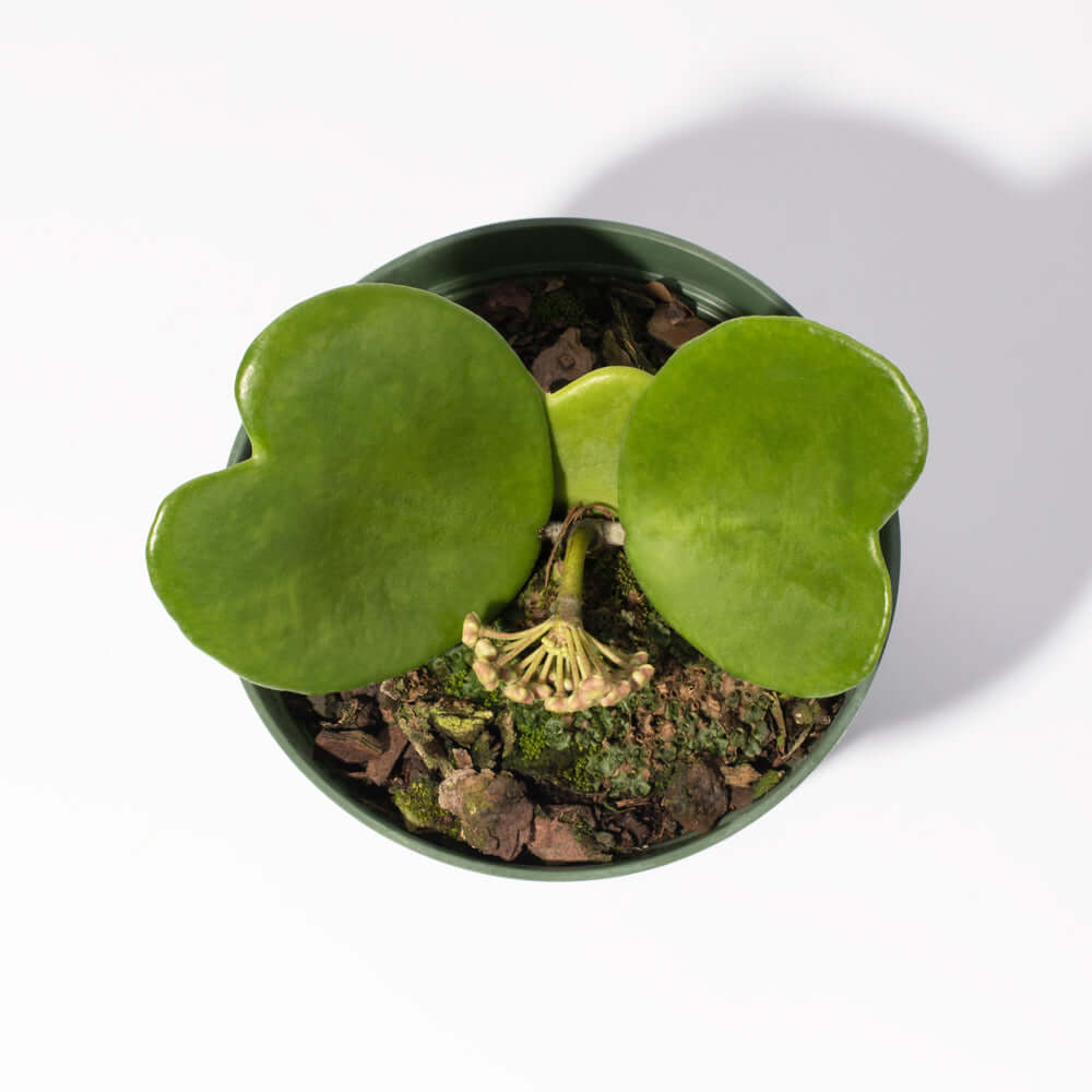 Hoya Kerrii 'Hearts' Sweetheart Valentine Plant