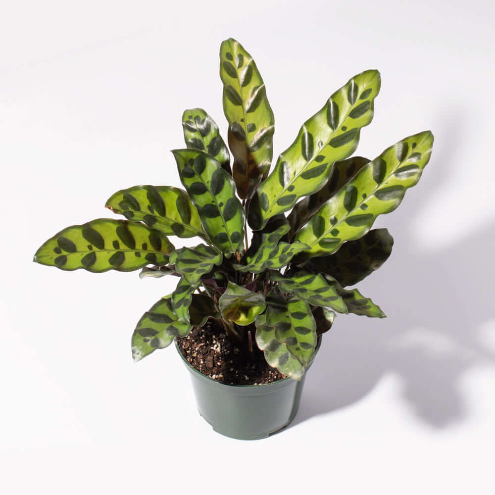Calathea Rattlesnake Prayer Plant